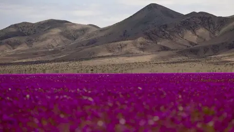 A Colorful Transformation: Rare Wildflowers Bloom in the Atacama Desert