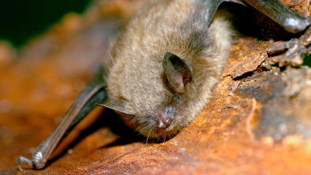 Canadian Boy, 11, Dies of Rabies After Bat Bites Face