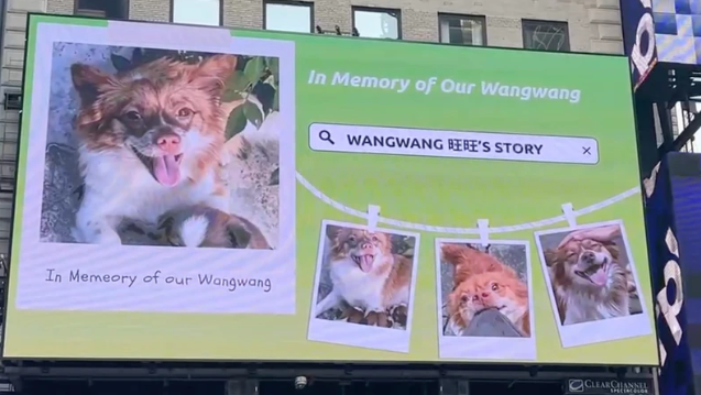 China’s animal lovers ignite global campaign after censorship bypassed video