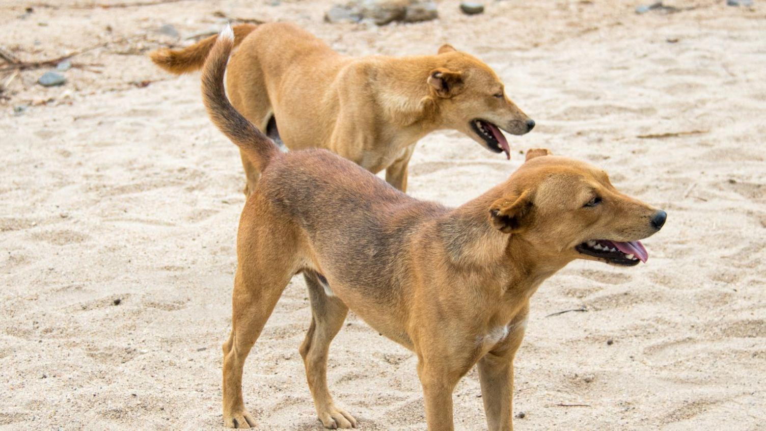 Ethiopian town orders residents to kill hundreds of dogs after rabies deaths