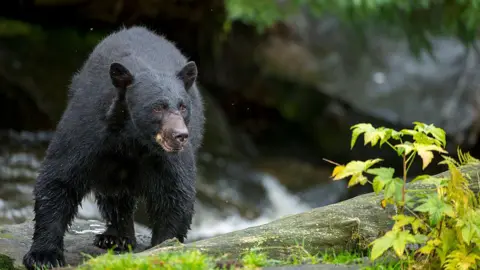 Fatal Bear Attack Claims Life of Missouri Man in Arkansas