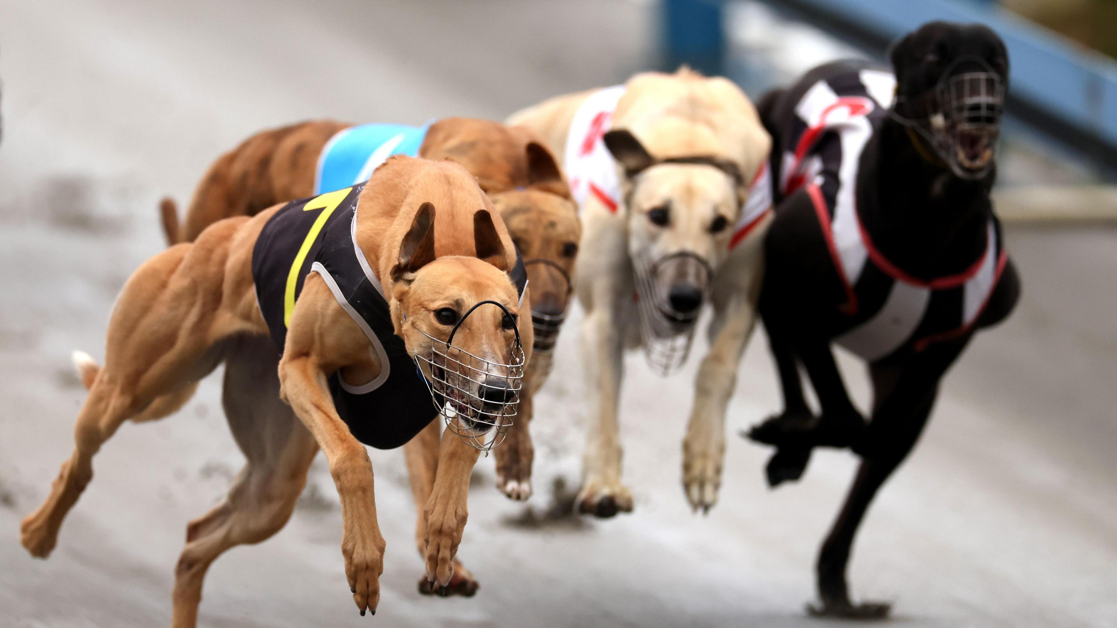 Greyhound Racing Ban in New Zealand Sparks Mass Relocation to Australia