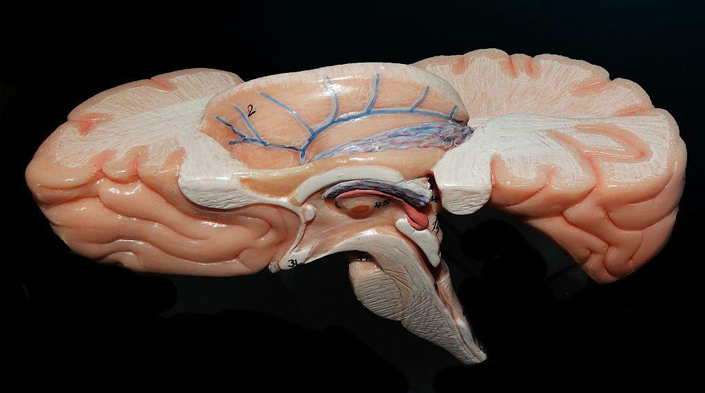 India Unveils Detailed 3‑D Atlas of the Human Brainstem