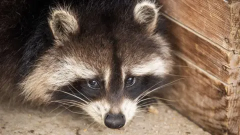 Raccoons: The Next Trend in American Pet Culture?