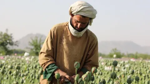 UN Reports Significant Decline in Afghan Opium Production After Taliban's Ban