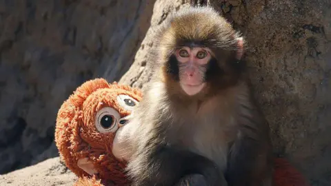 Two Men Arrested for Disturbing Famous Monkey at Japanese Zoo
