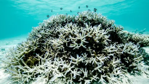 Potential Recovery for Great Barrier Reef Amid Global Warming Challenges