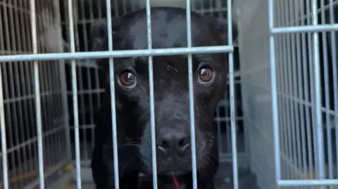 Undercover Investigation Exposes Major Dog Fighting Network in Europe