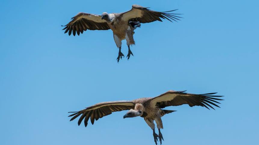 Nigeria’s ‘Vulture King’ Leads Revive Effort as Bird Decline Grows