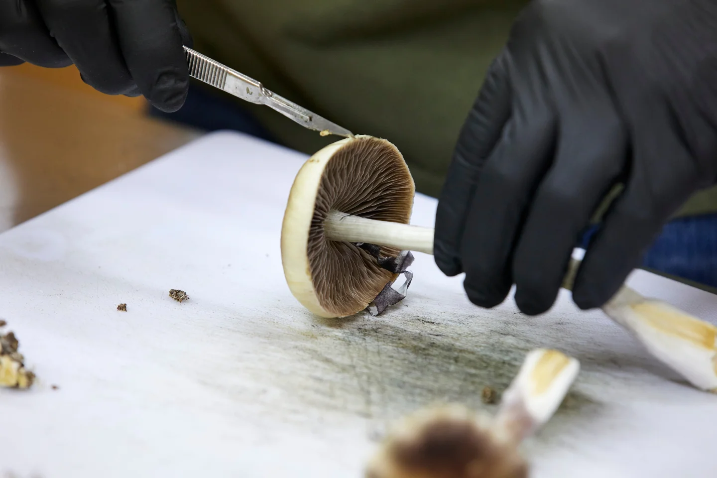 FDA Fast-Tracks Review of Psychedelic Drugs for Mental Health Treatment
