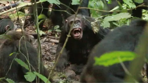 Chimpanzees in Uganda Engaged in Ongoing 'Civil War', Researchers Claim