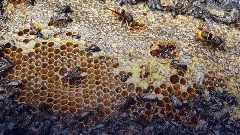 Devastating Arson Attack Claims Half a Million Bees in Almere, Netherlands