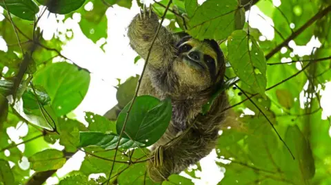 Tragic Loss: Thirty-One Sloths Die Before Florida Attraction Opening