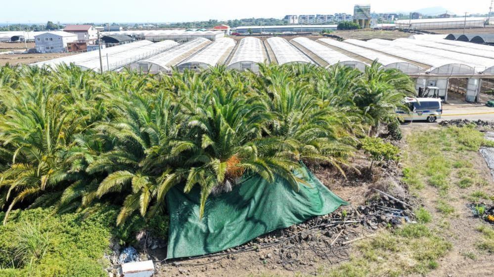 Bodies Found on Jeju Island as Missing‑Persons Scandal Deepens