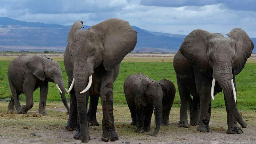 Elephants Attacked by Pesticide‑Inflicted Tomatoes: 15 Dead in Kenya’s Amboseli Region