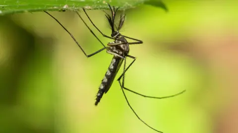 Record Heat Brings Mosquitoes to Iceland for the First Time