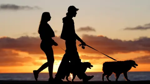Brazil Enacts Joint Custody Law for Pets Amid Rising Pet Ownership