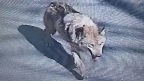 Search for Runaway Wolf in South Korea Escalates with Advanced Technology