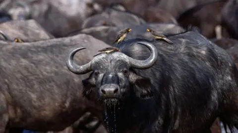 Tragic Incident: Over 80 Buffaloes Drown in Namibia While Fleeing Lions