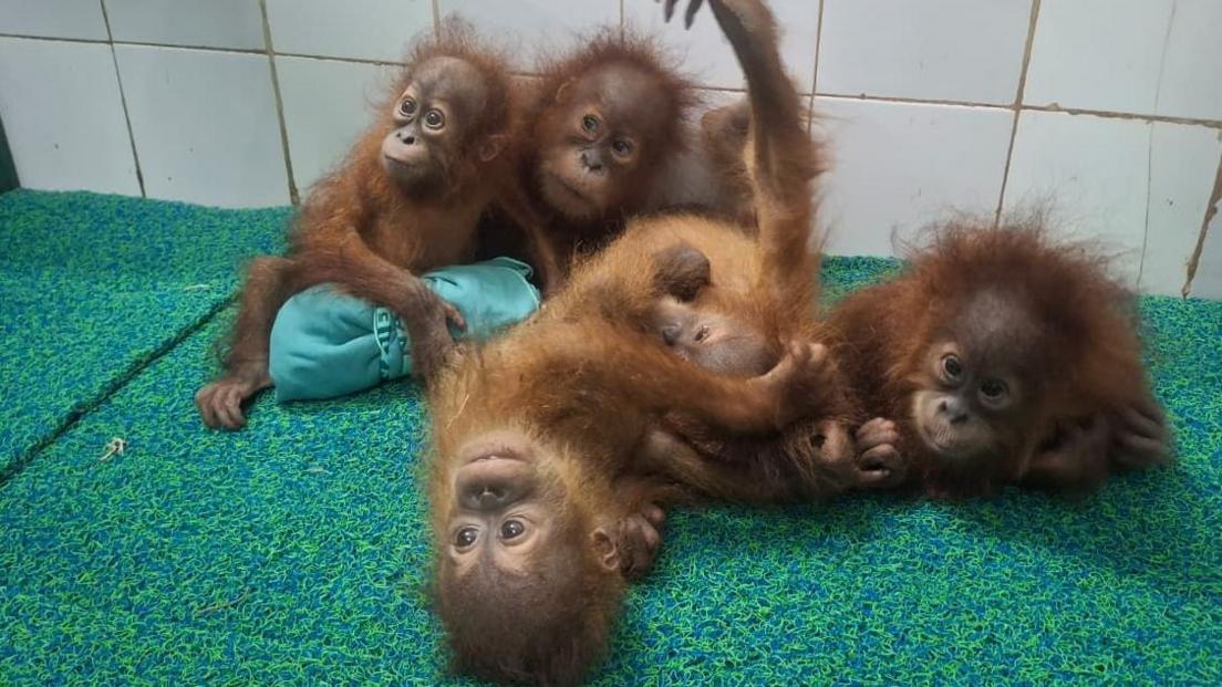 Five Baby Orangutans Found in Odisha Forest: Investigation Into Possible Wildlife Trafficking