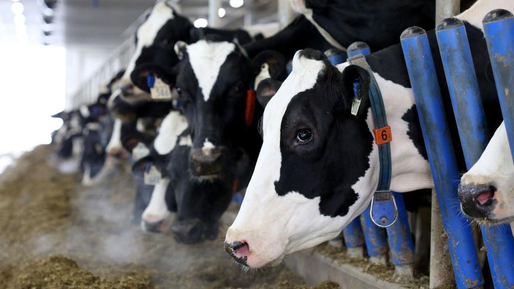 Trump Targets Canadian Dairy Sector Amid Tariff Threats