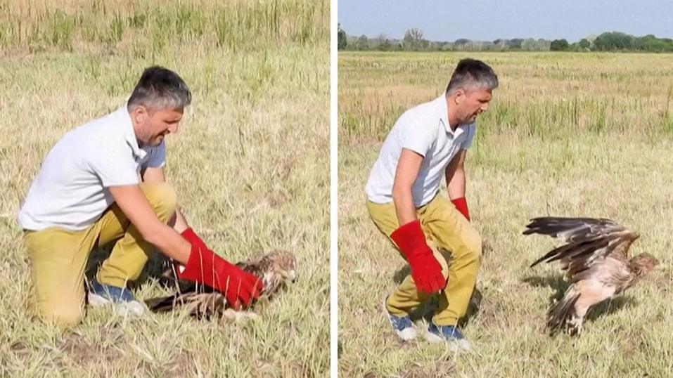Serbian Eagle Feliks Freed After Wildlife Traffickers Capture and Months of Care