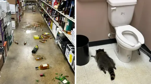 Intoxicated Raccoon Caught Red-Handed in Virginia Liquor Store
