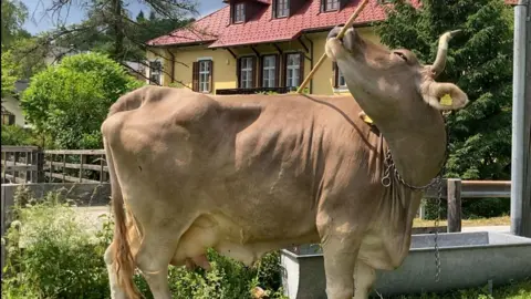 Austrian Cow Veronika Surprises Scientists with Tool Use