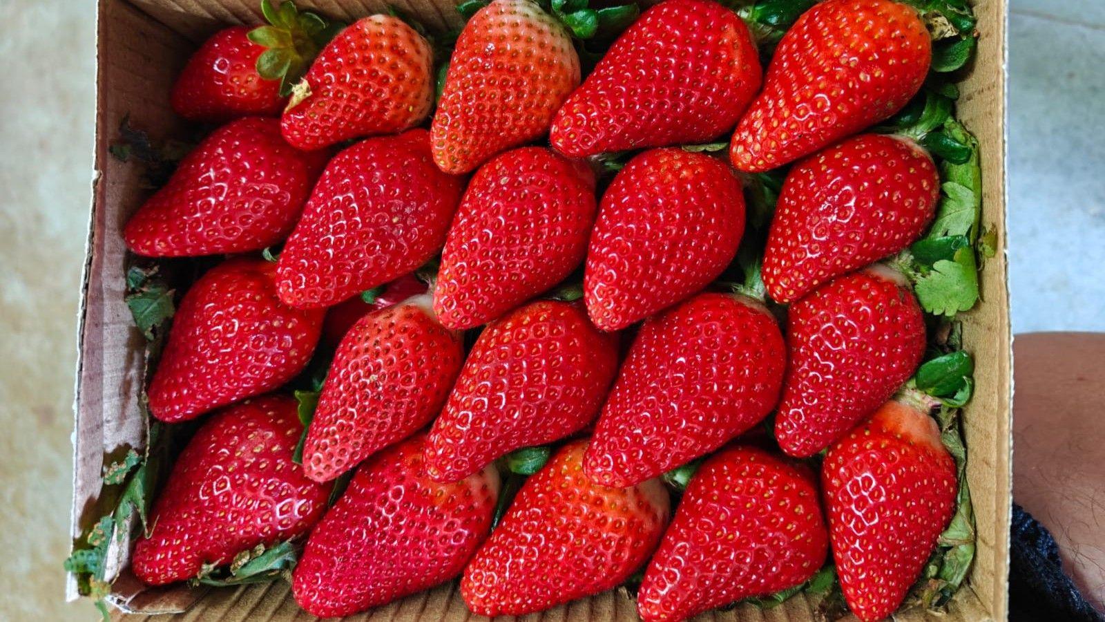 India’s Strawberry Frontier: From Climate‑Hardship to Indigenous Innovation